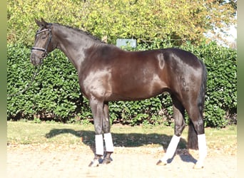 Oldenburg, Gelding, 8 years, 16.1 hh, Black