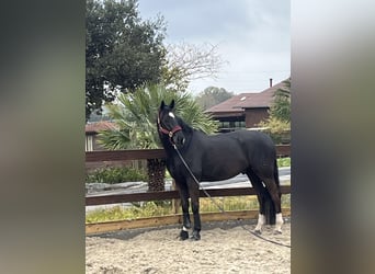 Oldenburg Mix, Gelding, 8 years, 16.1 hh, Black