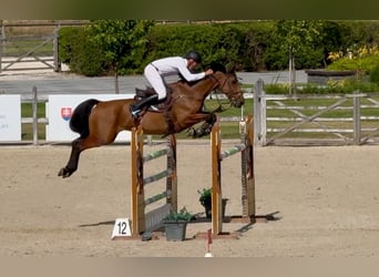 Oldenburg, Gelding, 8 years, 16.1 hh, Brown