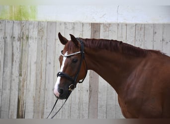 Oldenburg, Gelding, 8 years, 16,1 hh, Chestnut