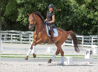 Oldenburg, Gelding, 8 years, 16.1 hh, Chestnut-Red