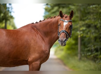 Oldenburg, Gelding, 8 years, 16,1 hh, Chestnut-Red