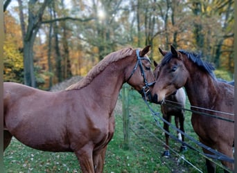 Oldenburg, Gelding, 8 years, 16.1 hh, Chestnut-Red