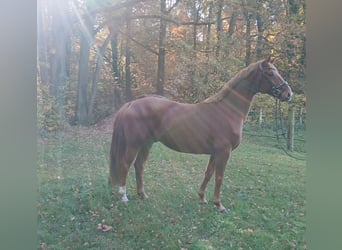 Oldenburg, Gelding, 8 years, 16.1 hh, Chestnut-Red
