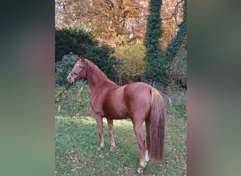 Oldenburg, Gelding, 8 years, 16.1 hh, Chestnut-Red