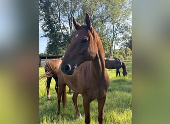 Oldenburg, Gelding, 8 years, 16.1 hh, Chestnut-Red