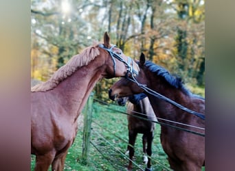 Oldenburg, Gelding, 8 years, 16.1 hh, Chestnut-Red