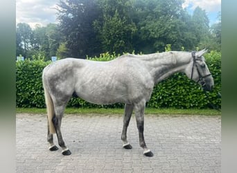 Oldenburg, Gelding, 8 years, 16.1 hh, Gray