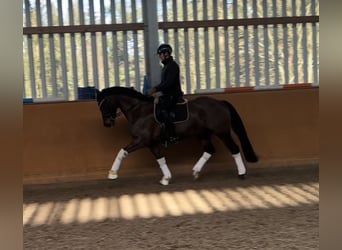 Oldenburg, Gelding, 8 years, 16,1 hh, Smoky-Black