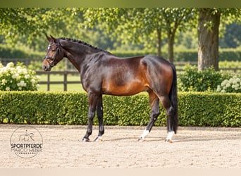 Oldenburg, Gelding, 8 years, 16.2 hh, Bay-Dark