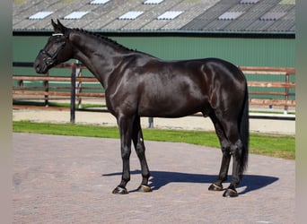Oldenburg, Gelding, 8 years, 16.2 hh, Black
