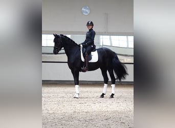 Oldenburger, Wallach, 8 Jahre, 16,2 hh, Rappe