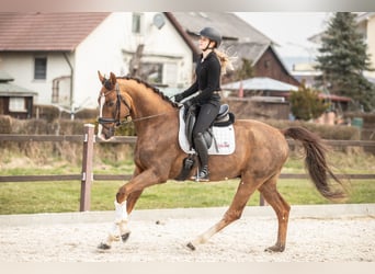 Oldenburg, Gelding, 8 years, 16.2 hh, Chestnut