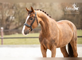 Oldenburg, Gelding, 8 years, 16.2 hh, Chestnut
