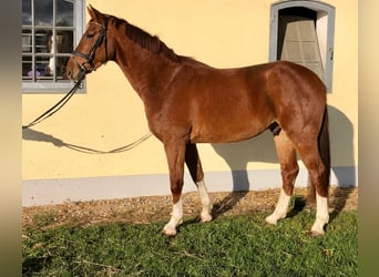 Oldenburg, Gelding, 8 years, 16,2 hh, Chestnut-Red