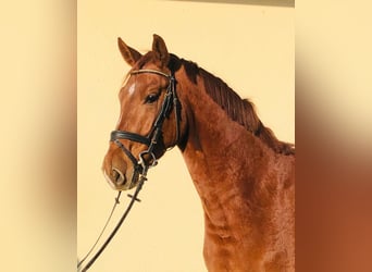 Oldenburg, Gelding, 8 years, 16,2 hh, Chestnut-Red