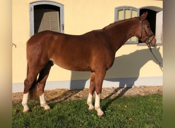 Oldenburg, Gelding, 8 years, 16,2 hh, Chestnut-Red