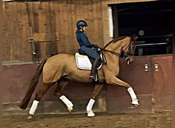 Oldenburg, Gelding, 8 years, 16,2 hh, Chestnut-Red