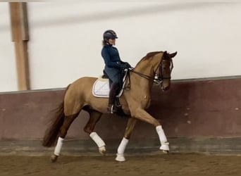 Oldenburg, Gelding, 8 years, 16,2 hh, Chestnut-Red