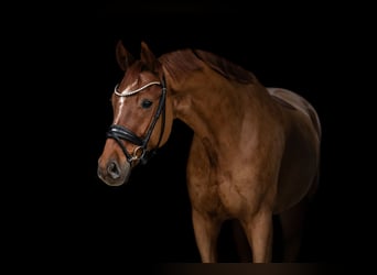 Oldenburg, Gelding, 8 years, 16,2 hh, Chestnut-Red