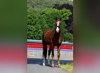 Oldenburg, Gelding, 8 years, 16.2 hh, Chestnut-Red