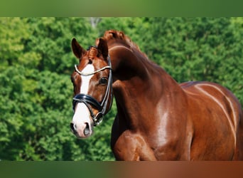 Oldenburg, Gelding, 8 years, 16.2 hh, Chestnut-Red