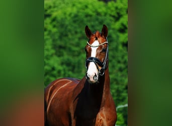 Oldenburg, Gelding, 8 years, 16.2 hh, Chestnut-Red