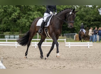 Oldenburg, Gelding, 8 years, 16.2 hh
