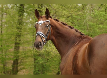 Oldenburg, Gelding, 8 years, 16.3 hh, Chestnut