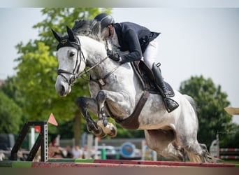 Oldenburg, Gelding, 8 years, 16.3 hh, Grey