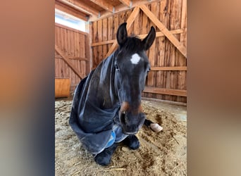 Oldenburg, Gelding, 8 years, 16 hh, Smoky-Black