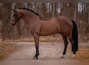 Oldenburg, Gelding, 8 years, 16,1 hh, Bay-Dark