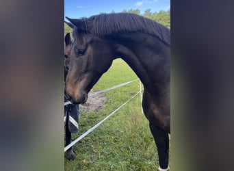 Oldenburg, Gelding, 8 years, 16,1 hh, Bay-Dark