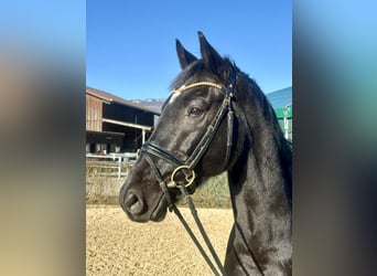 Oldenburg, Gelding, 8 years, 16,1 hh, Black