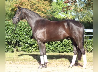 Oldenburg, Gelding, 8 years, 16,1 hh, Black
