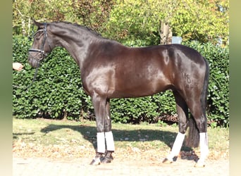 Oldenburg, Gelding, 8 years, 16,1 hh, Black