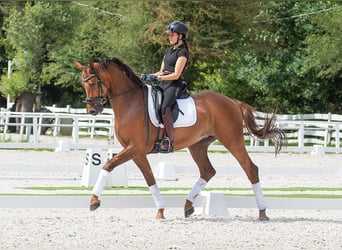 Oldenburg, Gelding, 8 years, 16,1 hh, Chestnut-Red