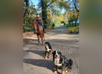 Oldenburg, Gelding, 8 years, 16,1 hh, Chestnut-Red