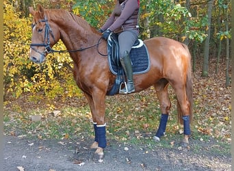 Oldenburg, Gelding, 8 years, 16,1 hh, Chestnut-Red