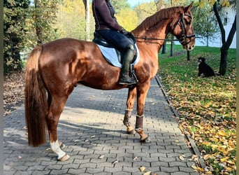 Oldenburg, Gelding, 8 years, 16,1 hh, Chestnut-Red