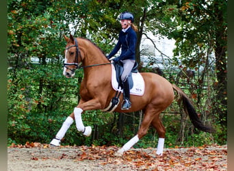 Oldenburg, Gelding, 8 years, 16,2 hh, Black F: TALENTIERTE