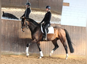 Oldenburg, Gelding, 8 years, 16,2 hh, Brown