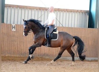 Oldenburg, Gelding, 8 years, 16,2 hh, Brown