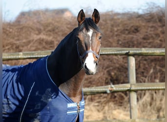 Oldenburg, Gelding, 8 years, 16,2 hh, Brown