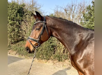 Oldenburg, Gelding, 8 years, 16,2 hh, Brown