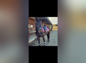 Oldenburg, Gelding, 8 years, 16,2 hh, Brown