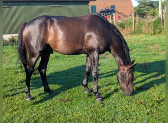 Oldenburg, Gelding, 8 years, 16,3 hh, Black