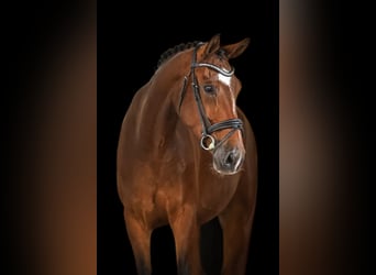 Oldenburg, Gelding, 8 years, 16,3 hh, Brown
