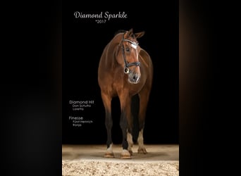 Oldenburg, Gelding, 8 years, 16,3 hh, Brown