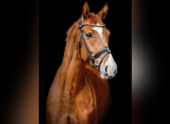 Oldenburg, Gelding, 8 years, 16,3 hh, Chestnut-Red